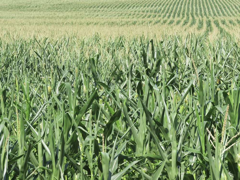 Field of corn growing in a drought in northern Illinois
