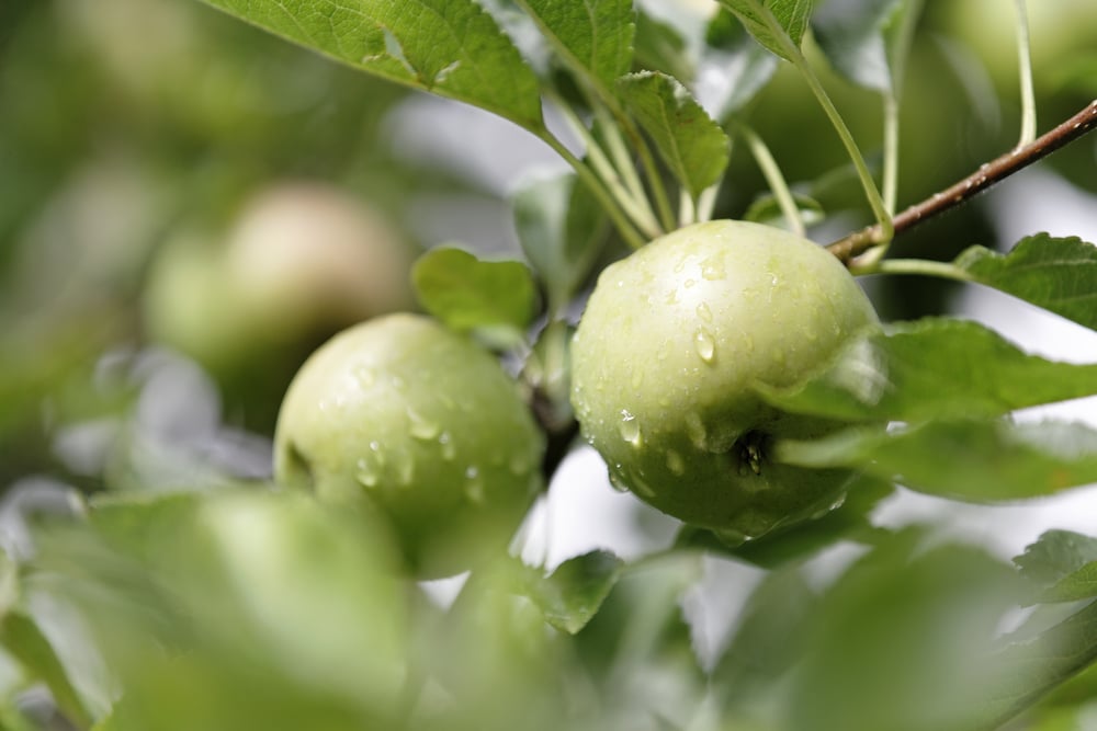 Fresh apples with moisture on growing in a summer orchard